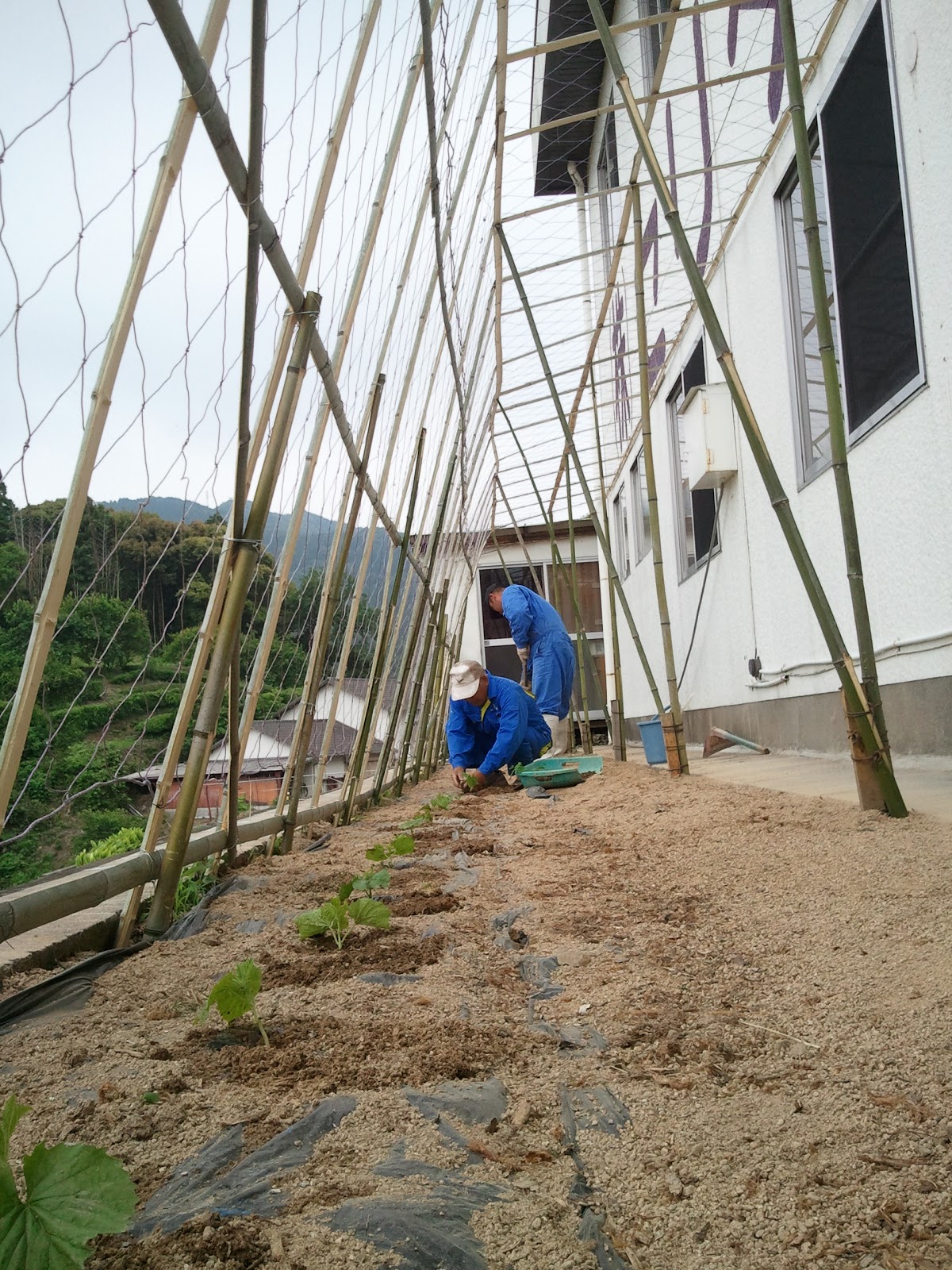 グリーンカーテン Ver 1 竹で骨組みづくり 地盤改良のセリタ建設